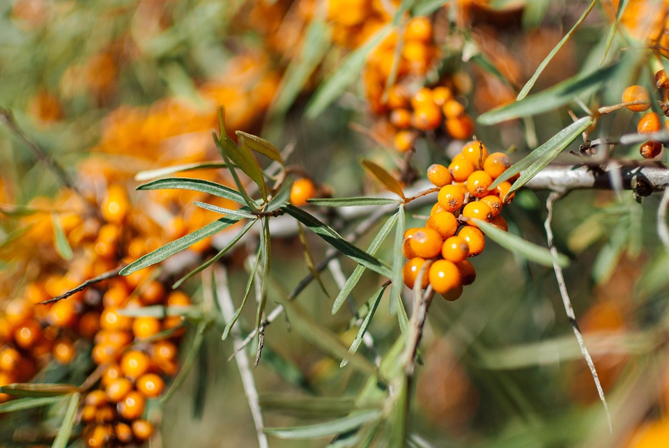 Sea Buckthorn